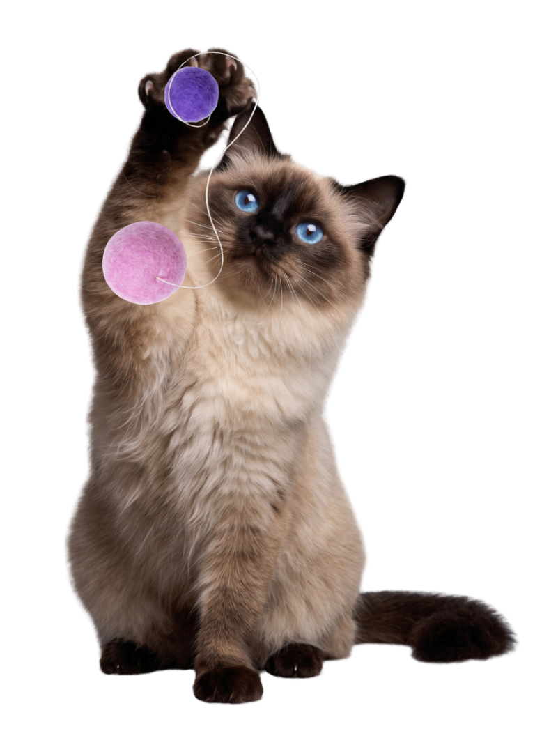 Cat playing with colorful paw pads