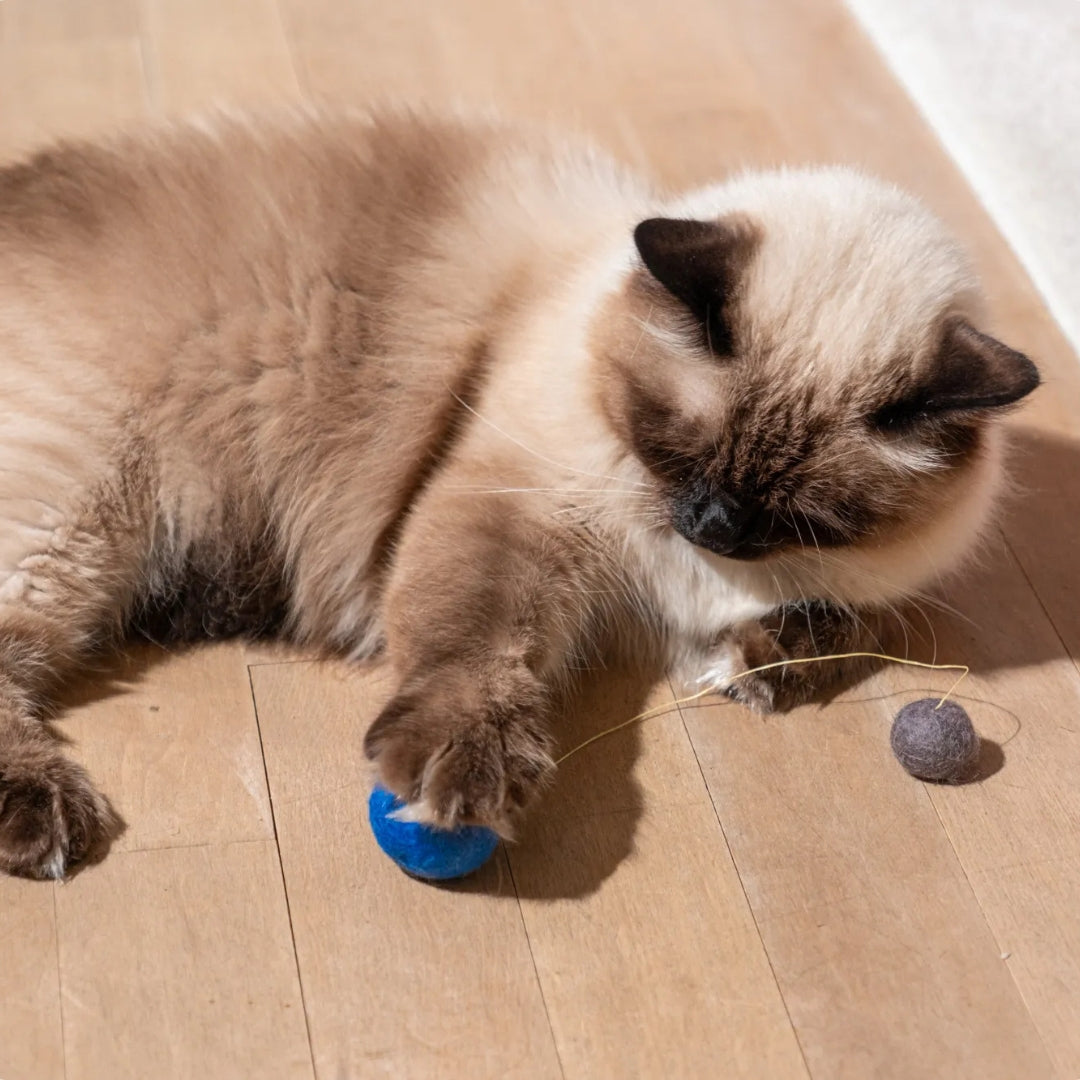 Eine Katze spielt auf einem Holzboden mit einem blauen Ball